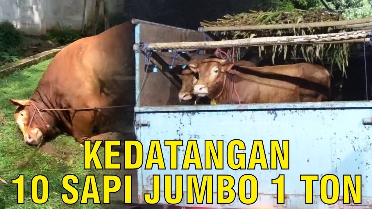 
                                 Kedatangan-Sapi-Super-Jumbo-1-Ton-Up